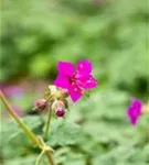 Garten-Storchschnabel - Geranium macrorrhizum 'Czakor'