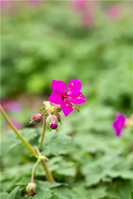 Garten-Storchschnabel - Geranium macrorrhizum 'Czakor'