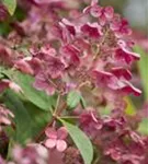 Rispenhortensie - Hydrangea pan.'Early Sensation' -R-