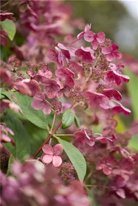 Rispenhortensie - Hydrangea pan.'Early Sensation' -R-