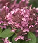 Rispenhortensie - Hydrangea pan.'Early Sensation' -R-