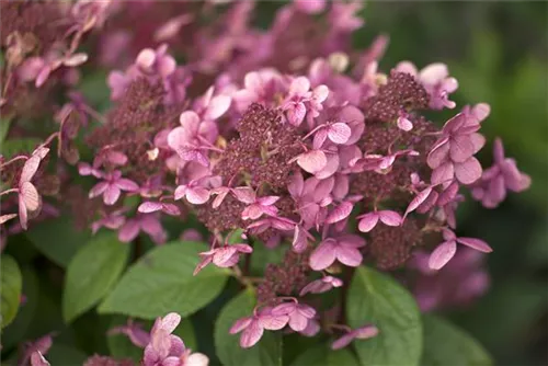 Rispenhortensie - Hydrangea pan.'Early Sensation' -R-