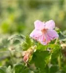 Garten-Storchschnabel - Geranium macrorrhizum 'Ingwersen'