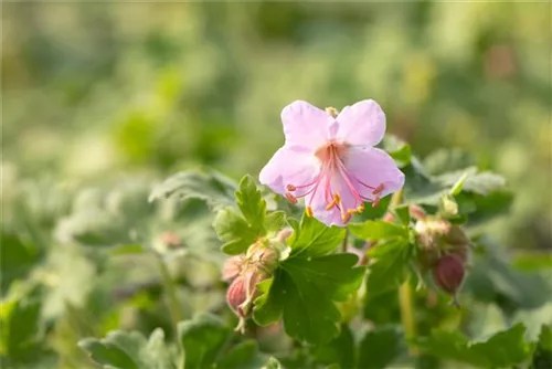 Garten-Storchschnabel - Geranium macrorrhizum 'Ingwersen'