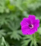 Garten-Blut-Storchschnabel - Geranium sanguineum 'Tiny Monster'