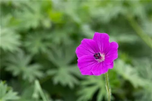 Garten-Blut-Storchschnabel - Geranium sanguineum 'Tiny Monster'