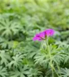 Garten-Blut-Storchschnabel - Geranium sanguineum 'Tiny Monster'