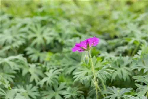 Garten-Blut-Storchschnabel - Geranium sanguineum 'Tiny Monster'