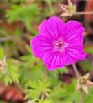 Garten-Blut-Storchschnabel - Geranium sanguineum 'Tiny Monster'