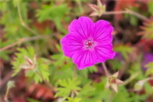 Garten-Blut-Storchschnabel - Geranium sanguineum 'Tiny Monster'