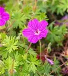 Garten-Blut-Storchschnabel - Geranium sanguineum 'Tiny Monster'