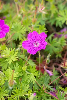 Garten-Blut-Storchschnabel - Geranium sanguineum 'Tiny Monster'