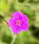 Garten-Blut-Storchschnabel - Geranium sanguineum 'Tiny Monster'