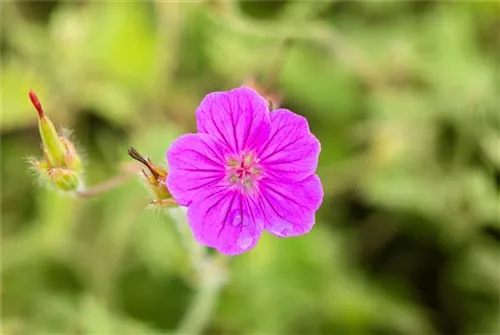 Garten-Blut-Storchschnabel - Geranium sanguineum 'Tiny Monster'