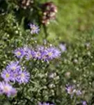 Garten-Sommer-Aster - Aster amellus 'Rudolf Goethe', gen.