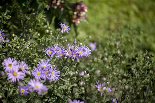 Garten-Sommer-Aster - Aster amellus 'Rudolf Goethe', gen.