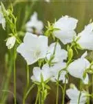 Pfirsichblättrige Garten-Glockenblume - Campanula persicif.'Grandiflora Alba'