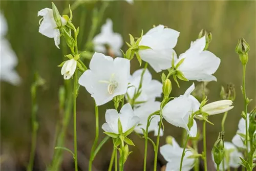 Pfirsichblättrige Garten-Glockenblume - Campanula persicif.'Grandiflora Alba'