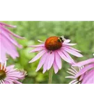 Garten-Scheinsonnenhut - Echinacea purpurea 'Magnus'