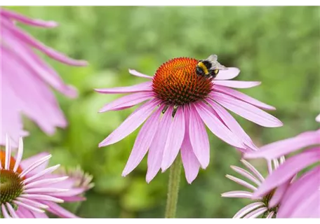 Echinacea purpurea 'Magnus' - Garten-Scheinsonnenhut