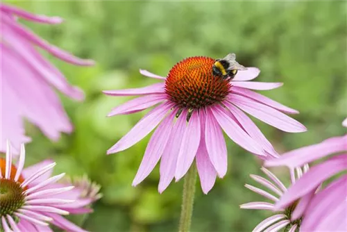 Garten-Scheinsonnenhut - Echinacea purpurea 'Magnus'