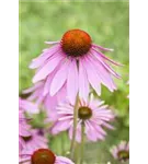 Garten-Scheinsonnenhut - Echinacea purpurea 'Magnus'