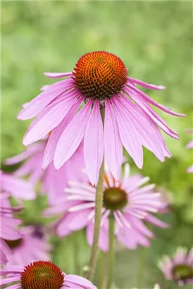 Garten-Scheinsonnenhut - Echinacea purpurea 'Magnus'