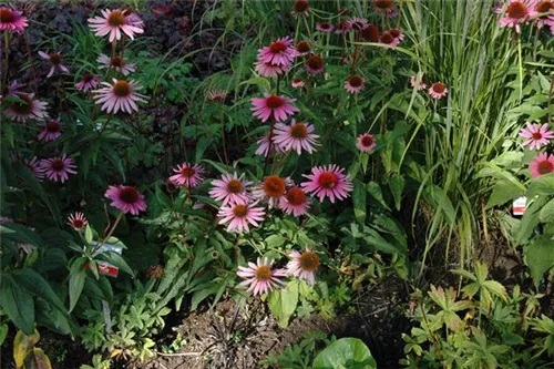 Garten-Scheinsonnenhut - Echinacea purpurea 'Magnus'