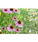 Garten-Scheinsonnenhut - Echinacea purpurea 'Magnus'