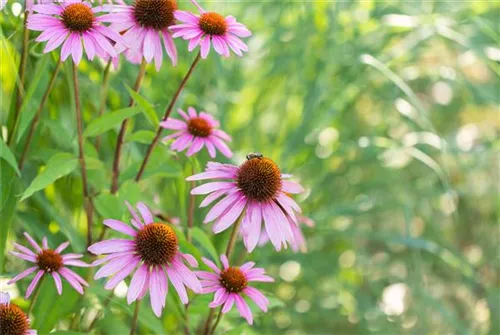 Garten-Scheinsonnenhut - Echinacea purpurea 'Magnus'