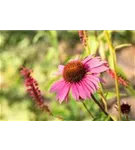 Garten-Scheinsonnenhut - Echinacea purpurea 'Magnus'