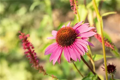 Garten-Scheinsonnenhut - Echinacea purpurea 'Magnus'