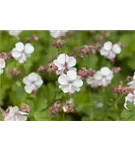 Cambridge-Bastard-Storchschnabel - Geranium x cantabrigiense 'Saint Ola'