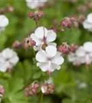 Garten-Storchschnabel - Geranium macrorrhizum 'Spessart'