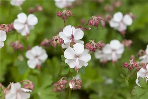 Cambridge-Bastard-Storchschnabel - Geranium x cantabrigiense 'Saint Ola'