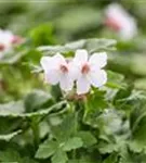 Garten-Storchschnabel - Geranium macrorrhizum 'Spessart'