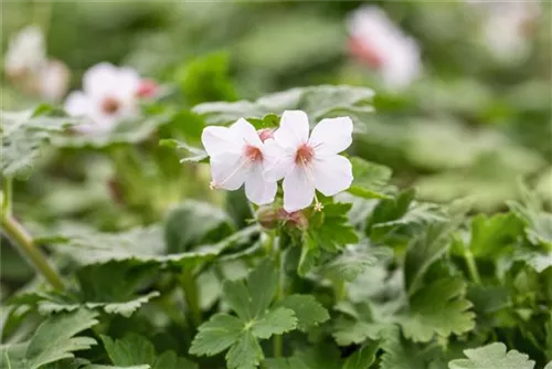 Garten-Storchschnabel - Geranium macrorrhizum 'Spessart'