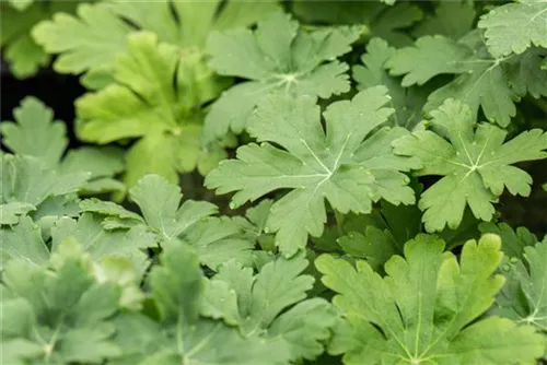 Garten-Storchschnabel - Geranium macrorrhizum 'Spessart'