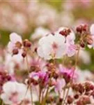 Garten-Storchschnabel - Geranium macrorrhizum 'Spessart'