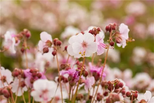 Garten-Storchschnabel - Geranium macrorrhizum 'Spessart'