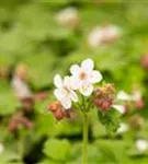 Garten-Storchschnabel - Geranium macrorrhizum 'Spessart'