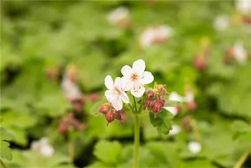 Garten-Storchschnabel - Geranium macrorrhizum 'Spessart'