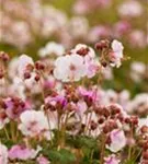 Garten-Storchschnabel - Geranium macrorrhizum 'Spessart'