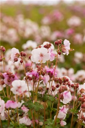 Garten-Storchschnabel - Geranium macrorrhizum 'Spessart'