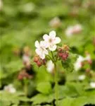 Garten-Storchschnabel - Geranium macrorrhizum 'Spessart'