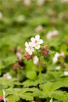 Garten-Storchschnabel - Geranium macrorrhizum 'Spessart'