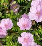 Gestreifter Storchschnabel - Geranium sanguineum var.striatum