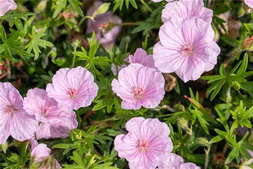 Gestreifter Storchschnabel - Geranium sanguineum var.striatum