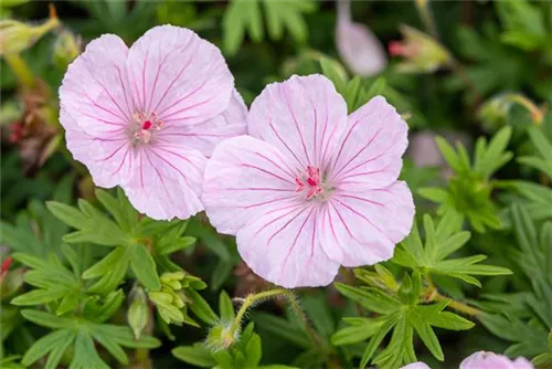 Gestreifter Storchschnabel - Geranium sanguineum var.striatum