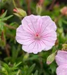 Gestreifter Storchschnabel - Geranium sanguineum var.striatum